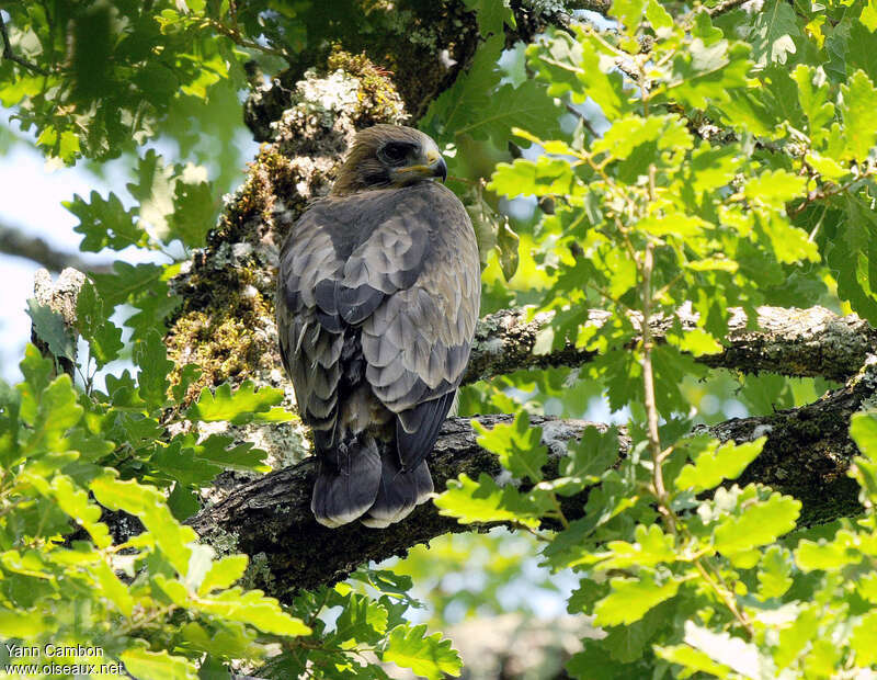 Booted Eaglejuvenile, habitat, pigmentation
