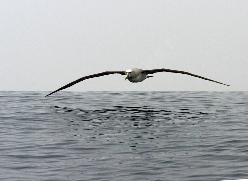 Albatros de Salvin