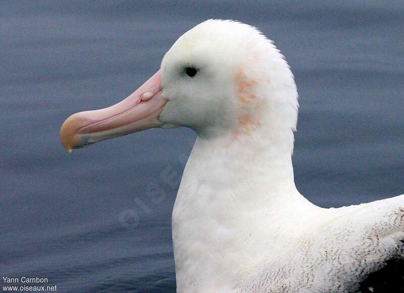 Snowy Albatrossadult, close-up portrait