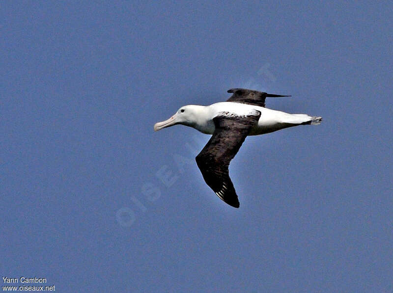 Northern Royal Albatrossadult, Flight
