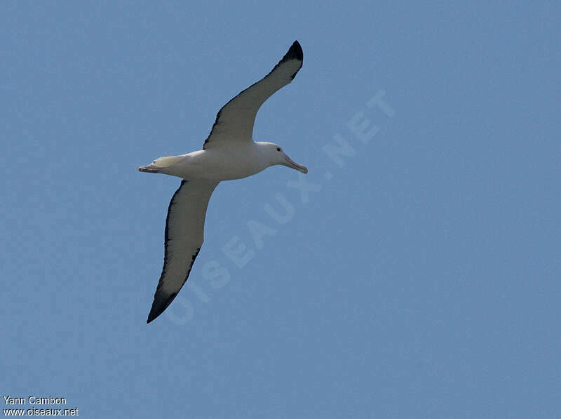 Northern Royal Albatrossadult, Flight
