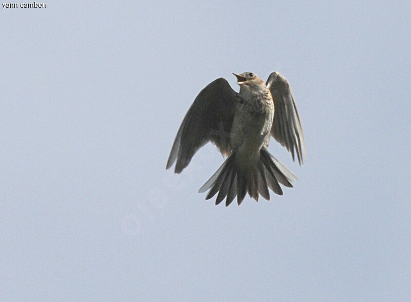 Eurasian Skylark male adult breeding, Flight, courting display, song