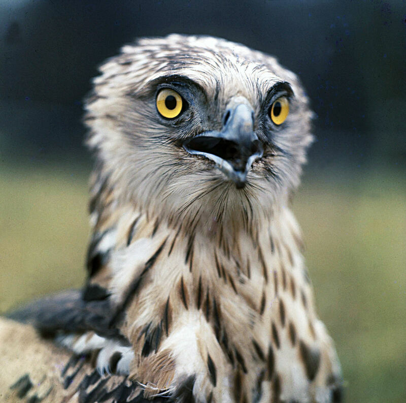 Short-toed Snake Eagle