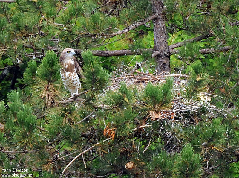 Short-toed Snake Eaglejuvenile, habitat, Reproduction-nesting