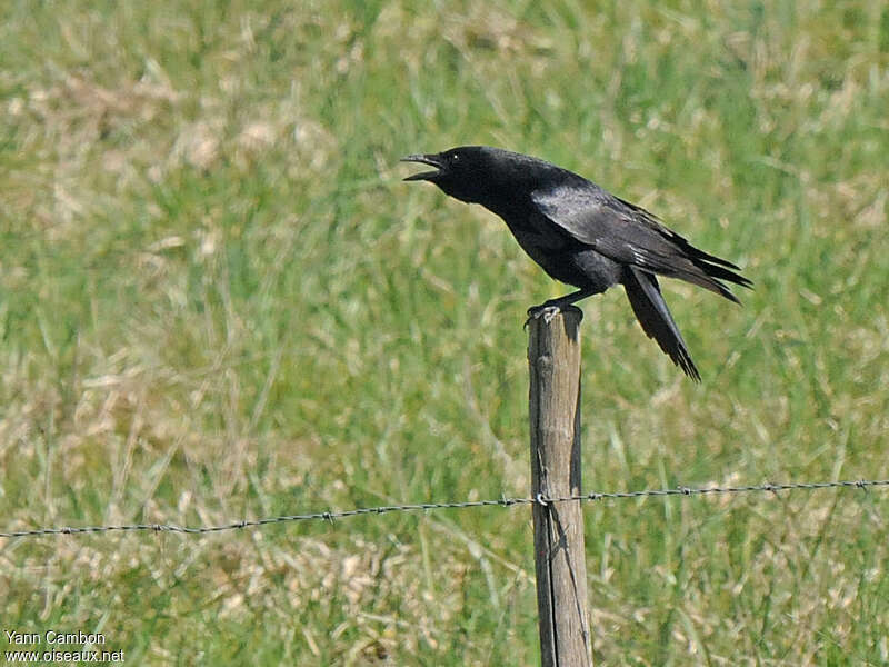 Carrion Crowadult, pigmentation, song