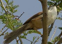 White-throated Babbler
