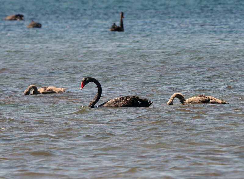 Black Swan, Reproduction-nesting