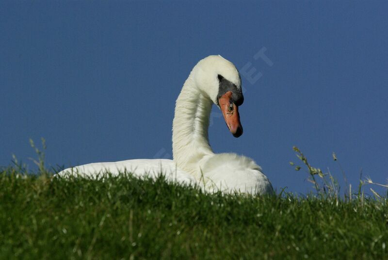 Mute Swan male adult