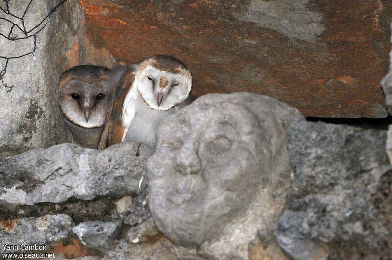 Western Barn Owl, habitat, pigmentation, Reproduction-nesting