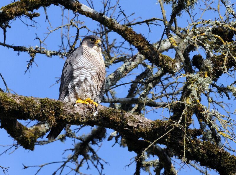 Peregrine Falcon female adult