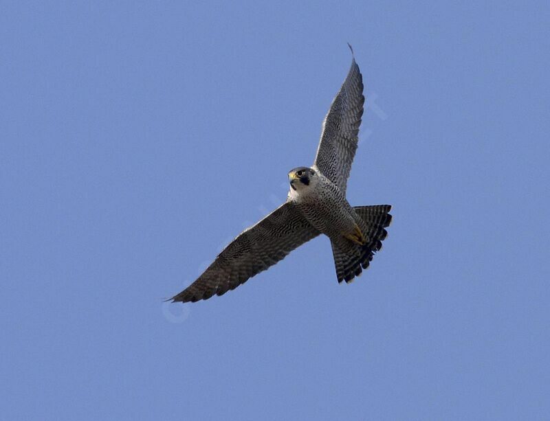 Peregrine Falcon female adult breeding