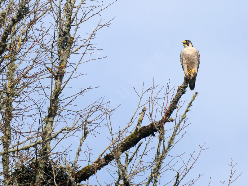Peregrine Falcon male adult breeding