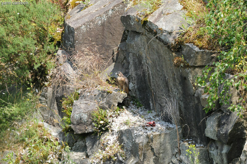 Faucon pèlerin, habitat