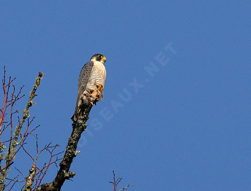 Peregrine Falcon male adult breeding