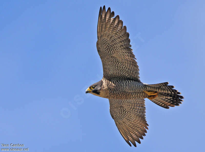Peregrine Falcon female adult, Flight