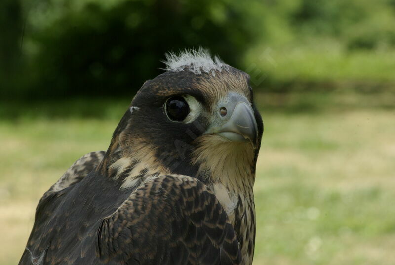 Peregrine Falcon female immature