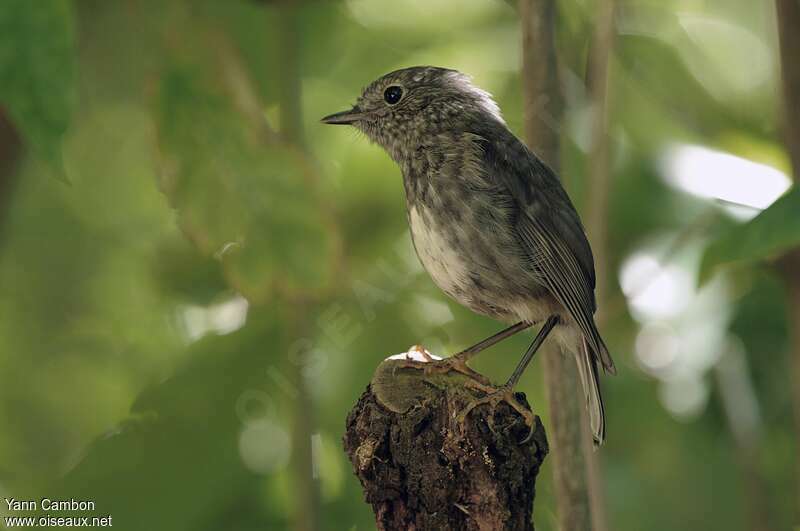 South Island Robinjuvenile, identification