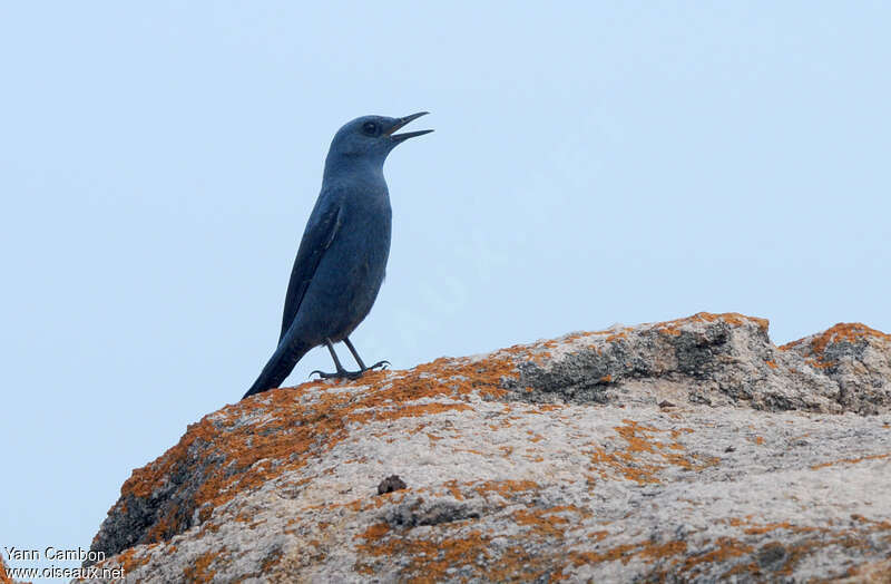 Monticole bleu mâle adulte, habitat, chant