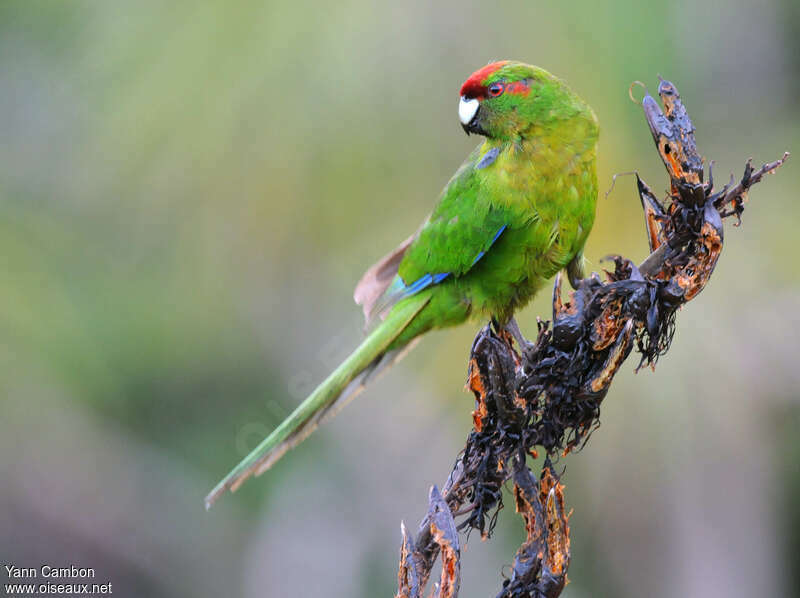 Red-crowned Parakeet, identification