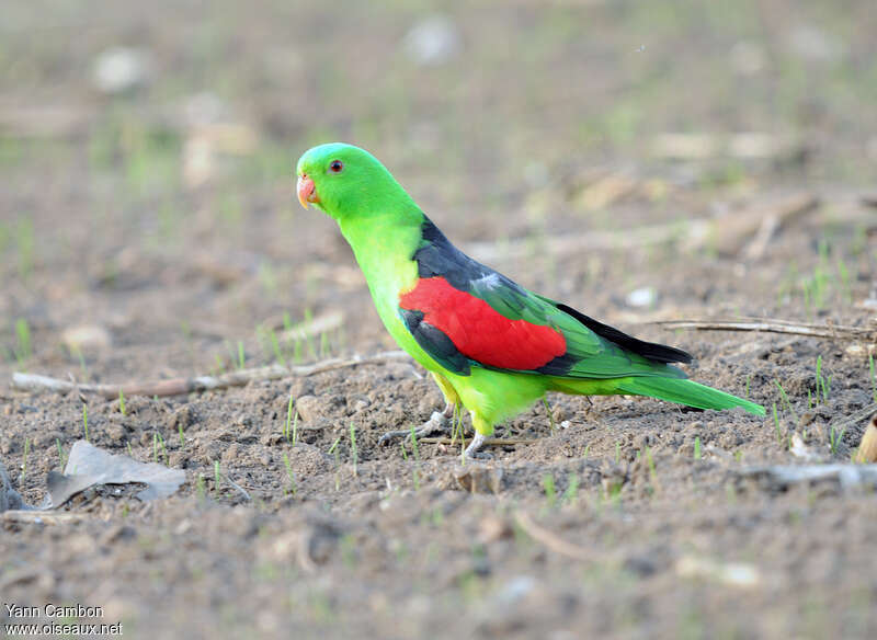 Red-winged Parrot male adult, identification
