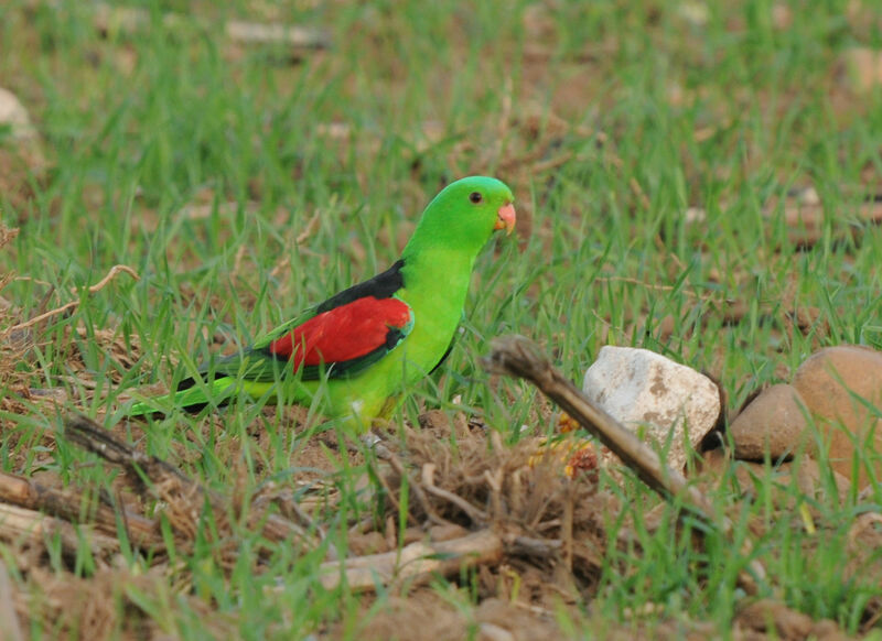 Red-winged Parrotadult
