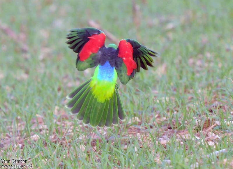 Red-winged Parrot male adult, pigmentation, Flight, Behaviour