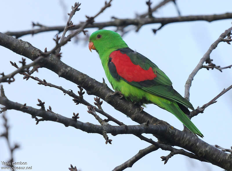 Red-winged Parrot male adult, identification