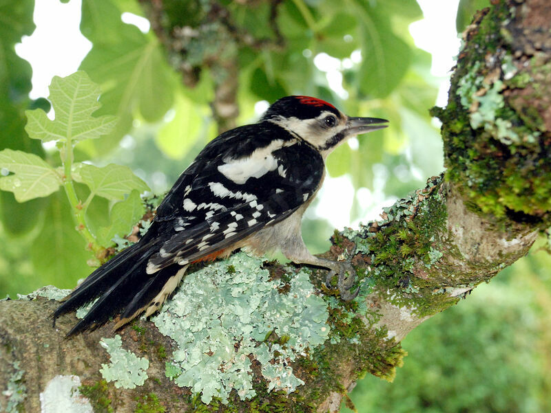 Great Spotted Woodpeckerimmature