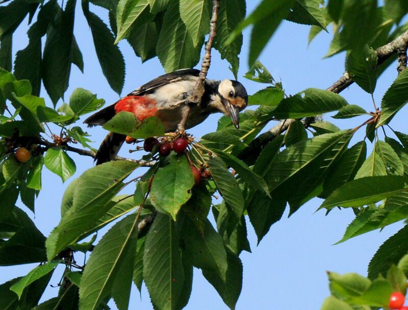 Great Spotted Woodpecker female adult breeding