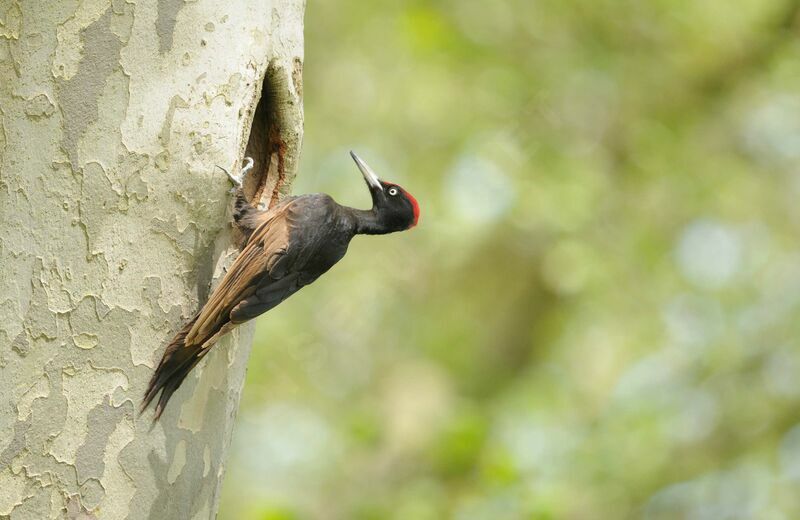 Black Woodpecker male adult breeding