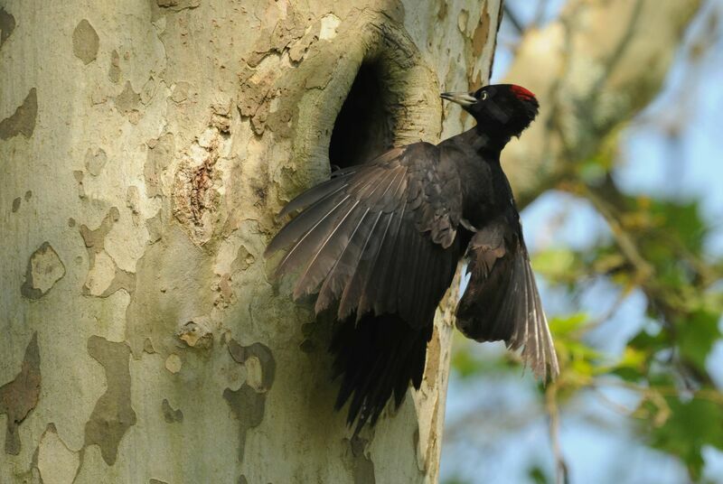 Black Woodpecker female adult breeding