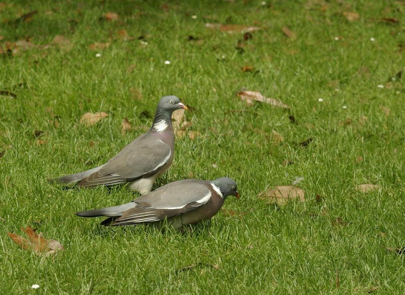 Pigeon ramier mâle adulte nuptial