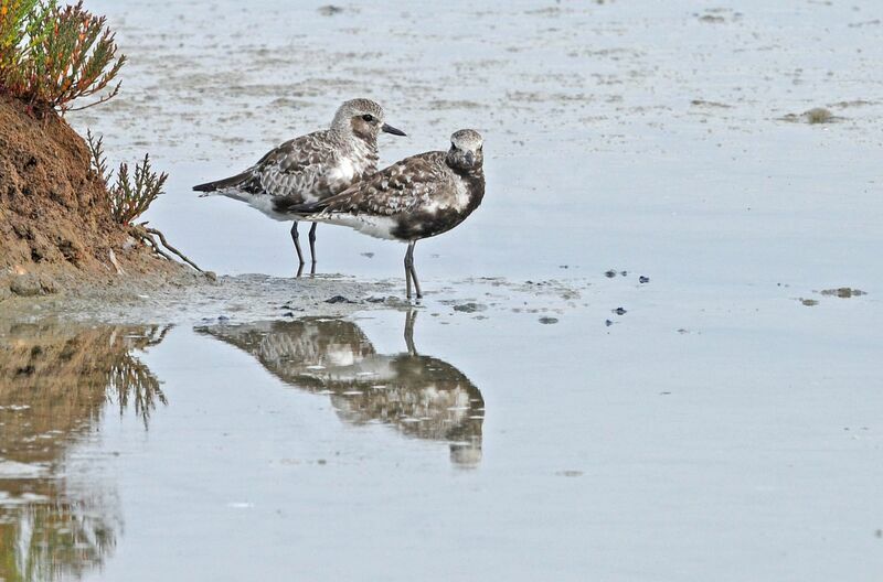 Grey Plover male adult