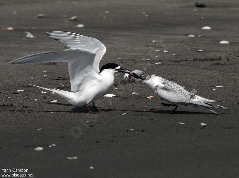 White-fronted Tern, eats, Reproduction-nesting