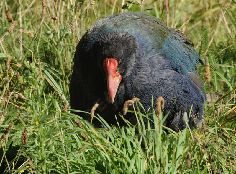 South Island Takahe