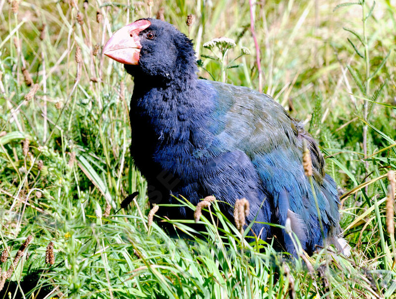 South Island Takahe