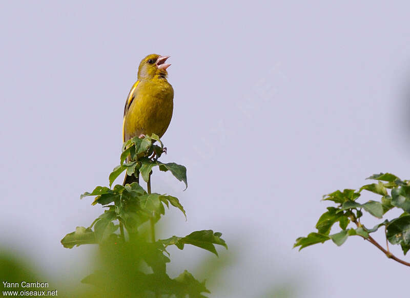 European Greenfinch male adult, song